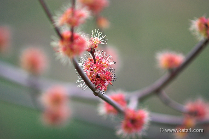 Spring Bud 2